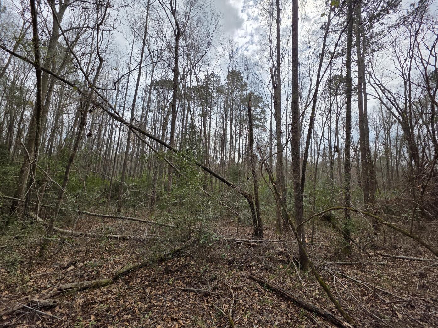1894 McDade Road Augusta, GA 30906 - Photo 8 of 28 McDade12