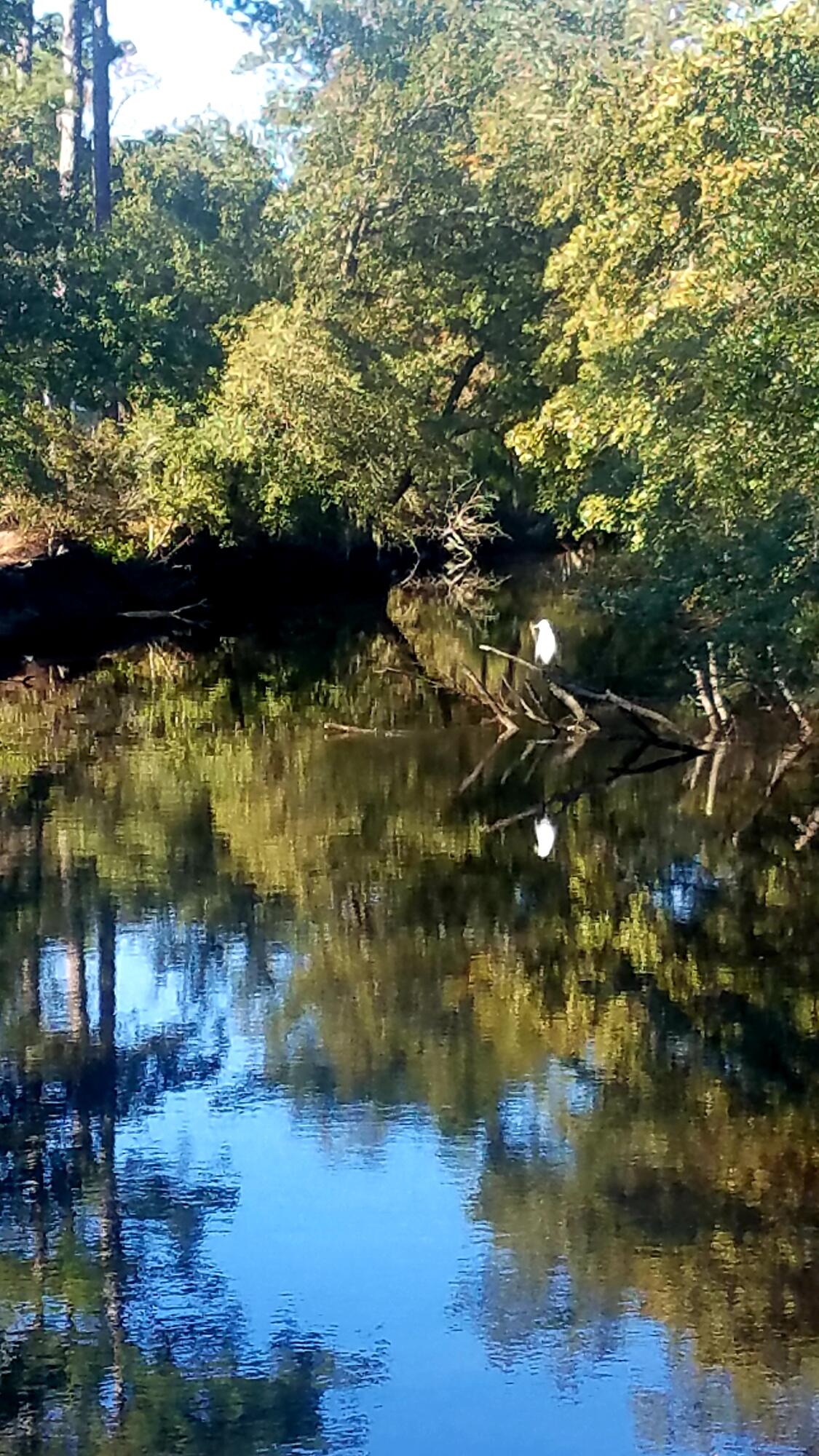 2916 Caroline Rose Path Johns Island, SC 29455 - Photo 58 of 59 20201210_150914