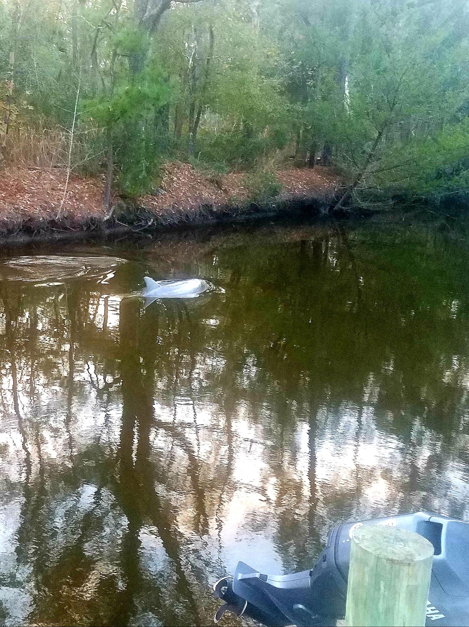 2916 Caroline Rose Path Johns Island, SC 29455 - Photo 59 of 59 20201210_150952
