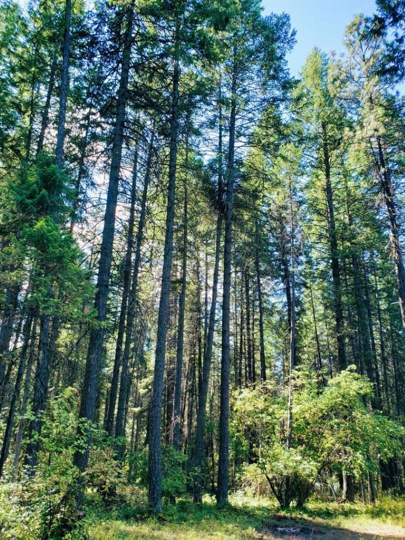 1407 Old CC Road Colville, WA 99114 - Photo 11 of 47
