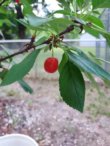 $375,000 | 548 Doris Avenue, Shoreview, MN 55126