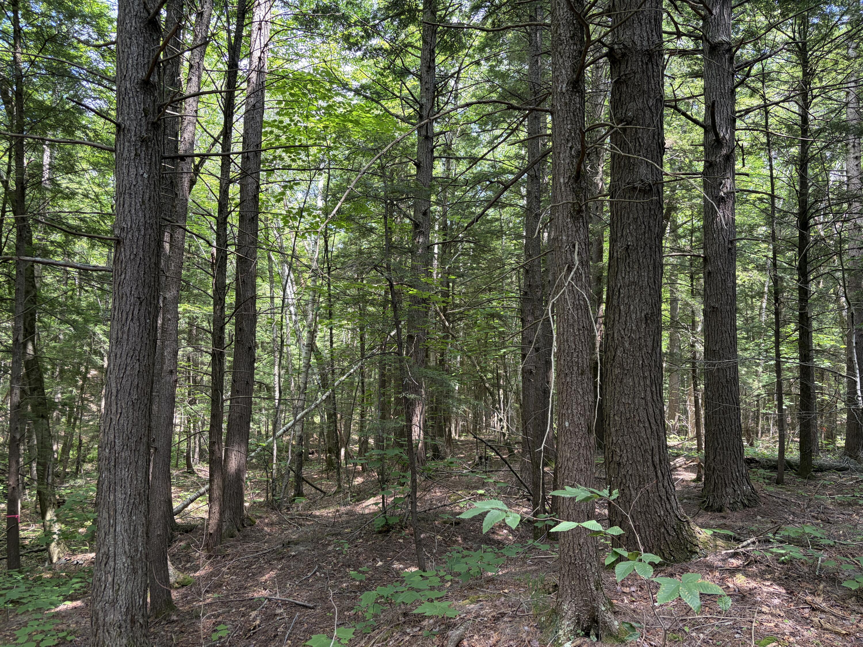 32-acres Belden Woods Road Palermo, ME 04354 - Photo 11 of 28 IMG_8291