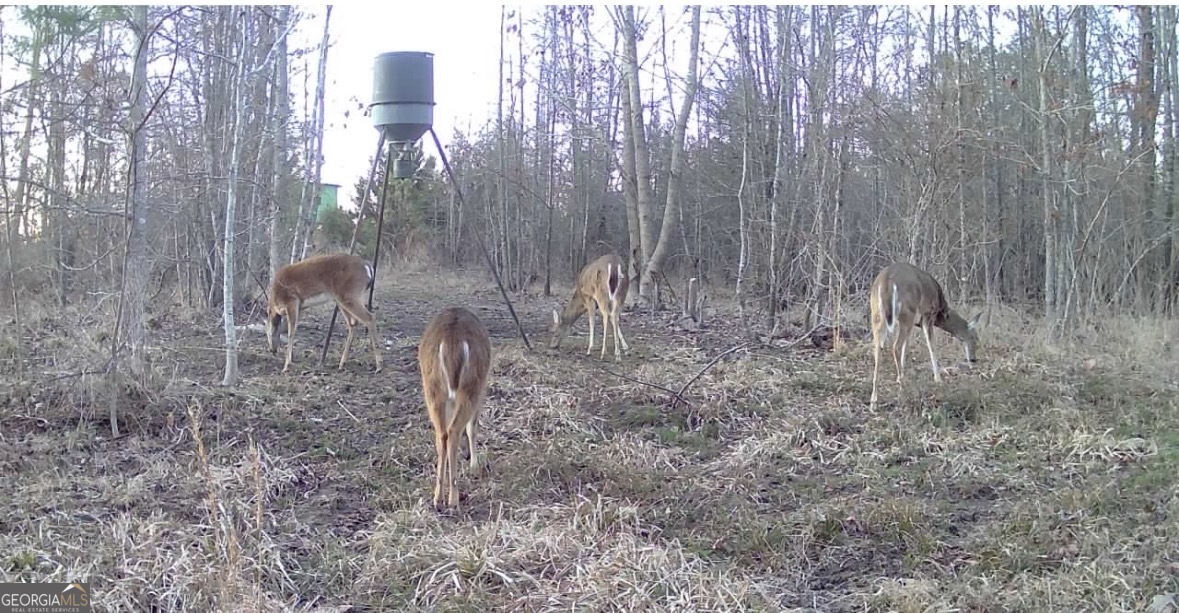 0 Thaxton Road Winterville, GA 30683 - Photo 7 of 19