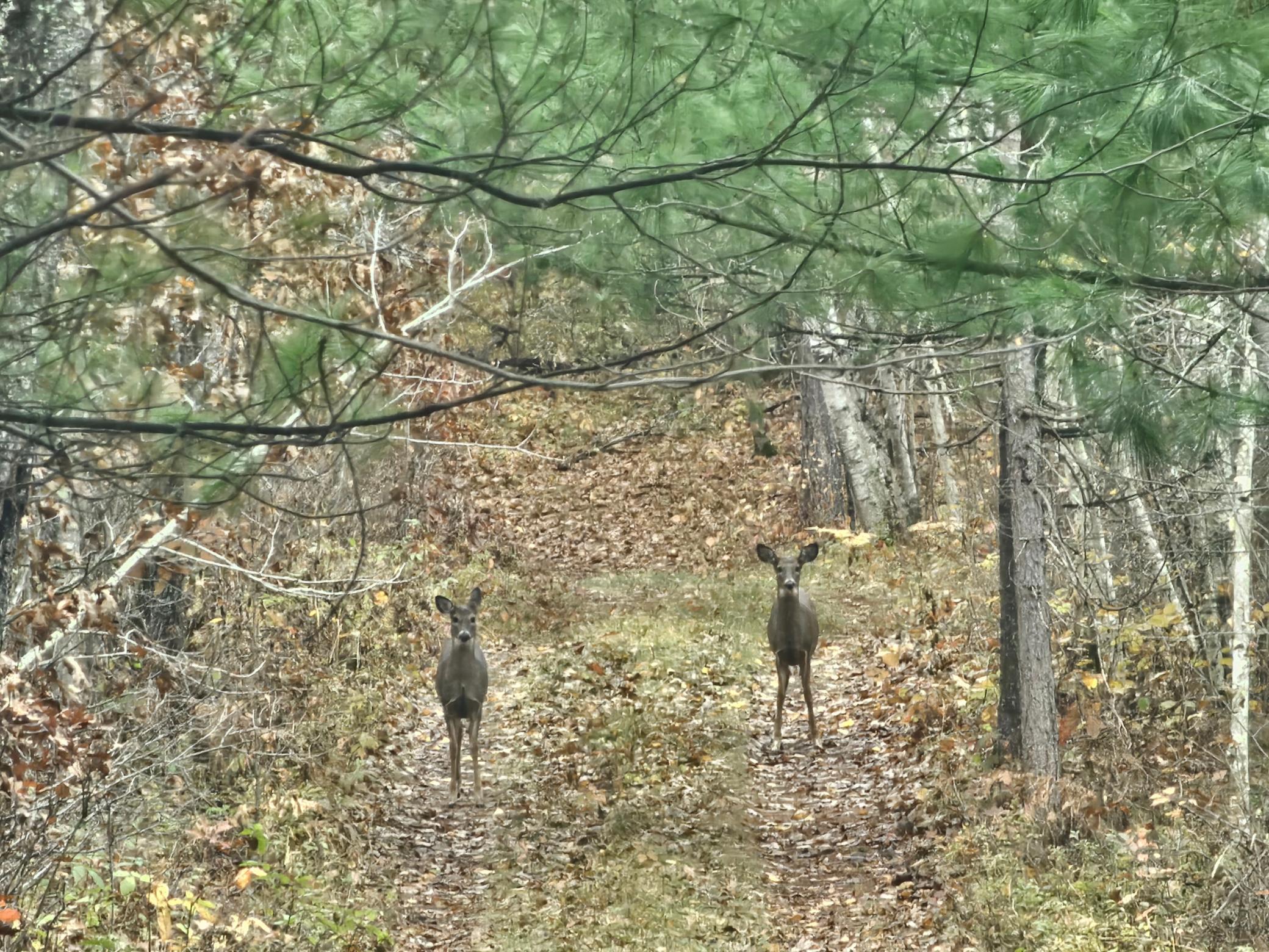 1894 South Lost Lake Road Danbury, WI 54830 - Photo 5 of 40