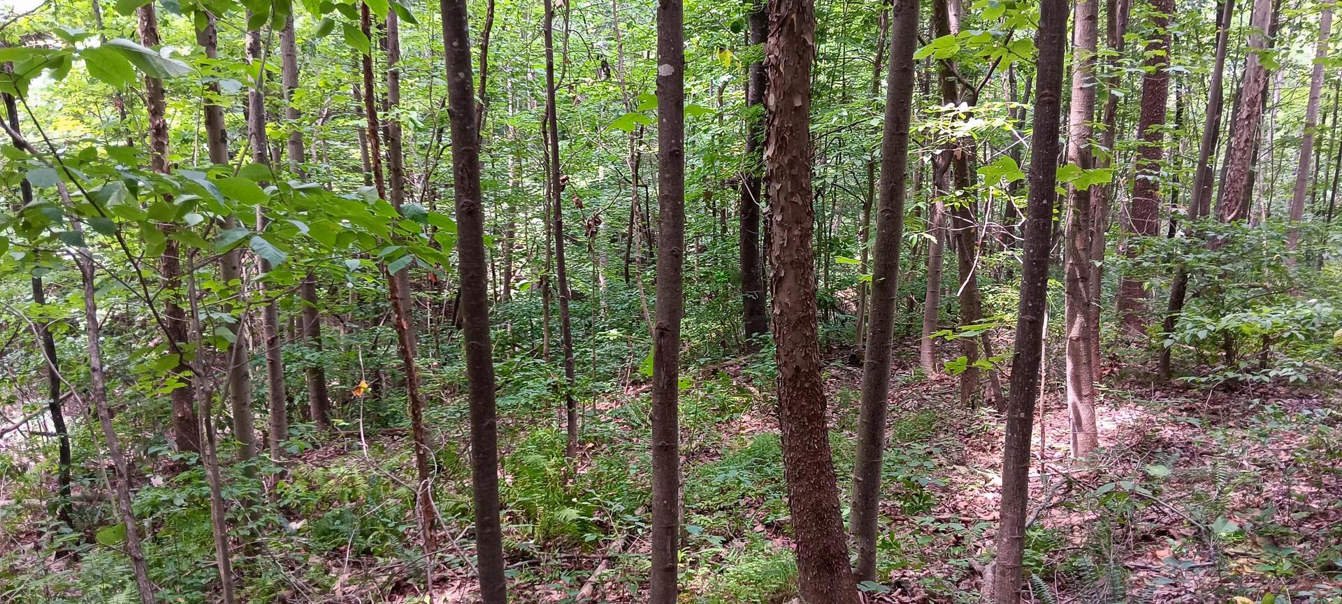 0 Orpheus-Keystone Road, Unit VALLEY VIEW CABIN KEYSTONE) Thurman, OH 45685 - Photo 17 of 58 CT-17