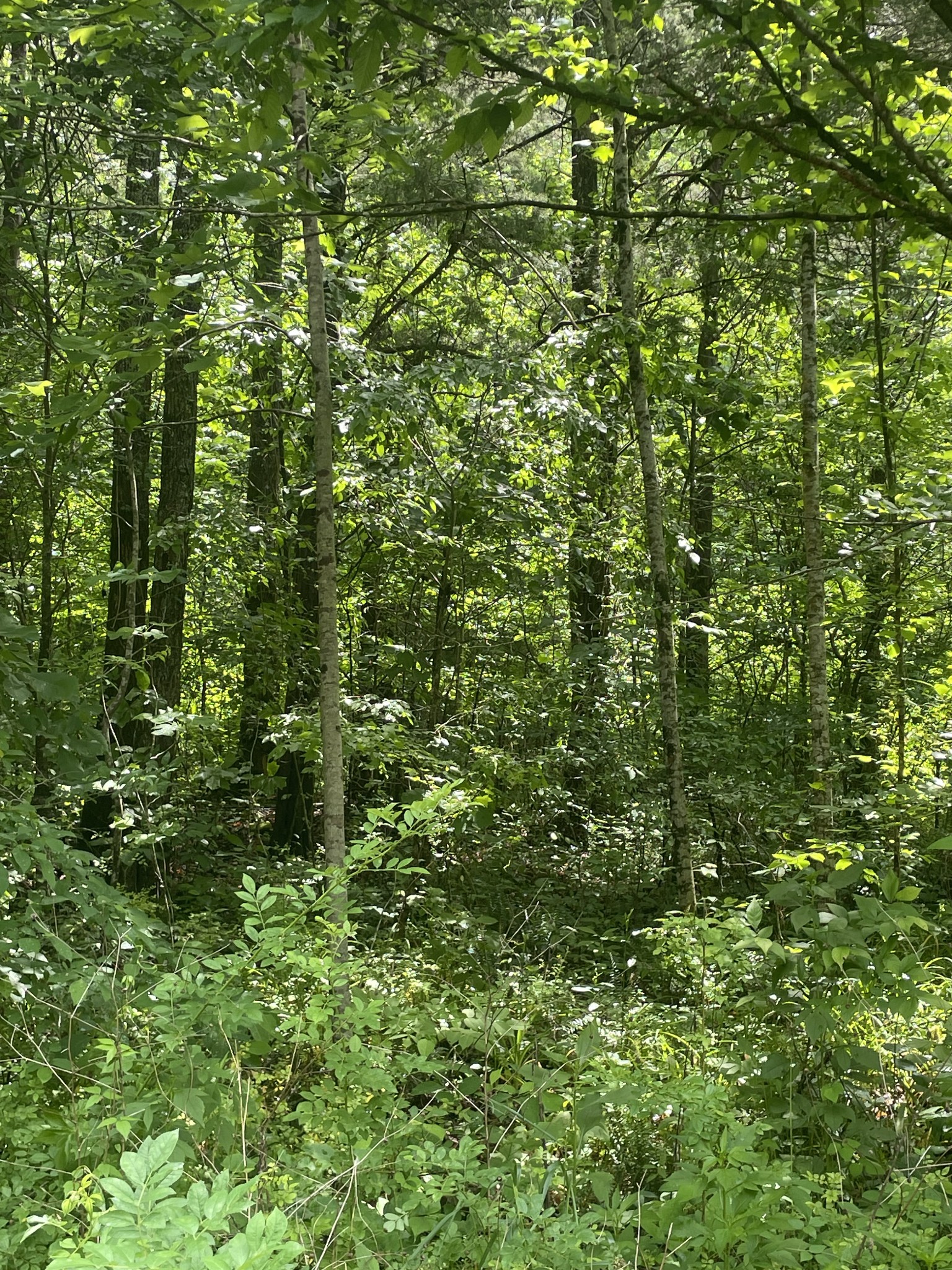457 Shiloh Road Crawford, TN 38554 - Photo 10 of 22