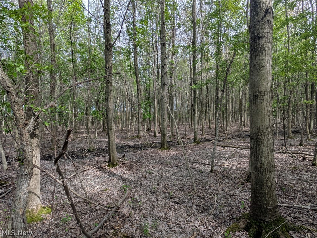 Balch Road Thompson, OH 44086 - Photo 11 of 11 Wooded acreage featuring a dense canopy of mature trees and a natural ground cover of fallen leaves and branches