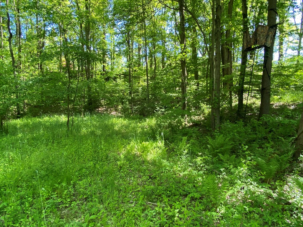 138 Center Church Road Polk, PA 16342 - Photo 57 of 64 a view of a lush green forest