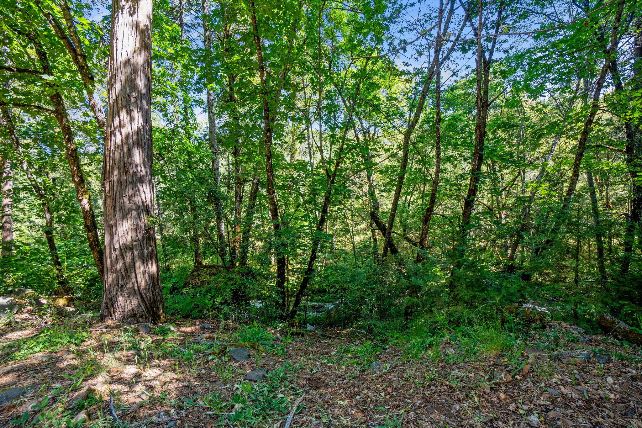 30303 Oak Run To Fern Road Whitmore, CA 96096 - Photo 61 of 75 a view of a lush green forest