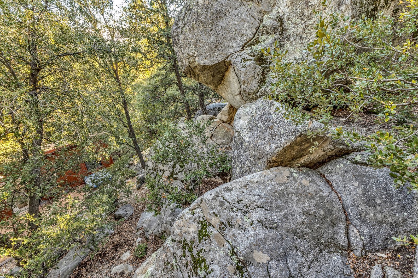 Jeffery Pine Road Idyllwild, CA 92549 - Photo 6 of 6 a view of a dry yard with lots of trees