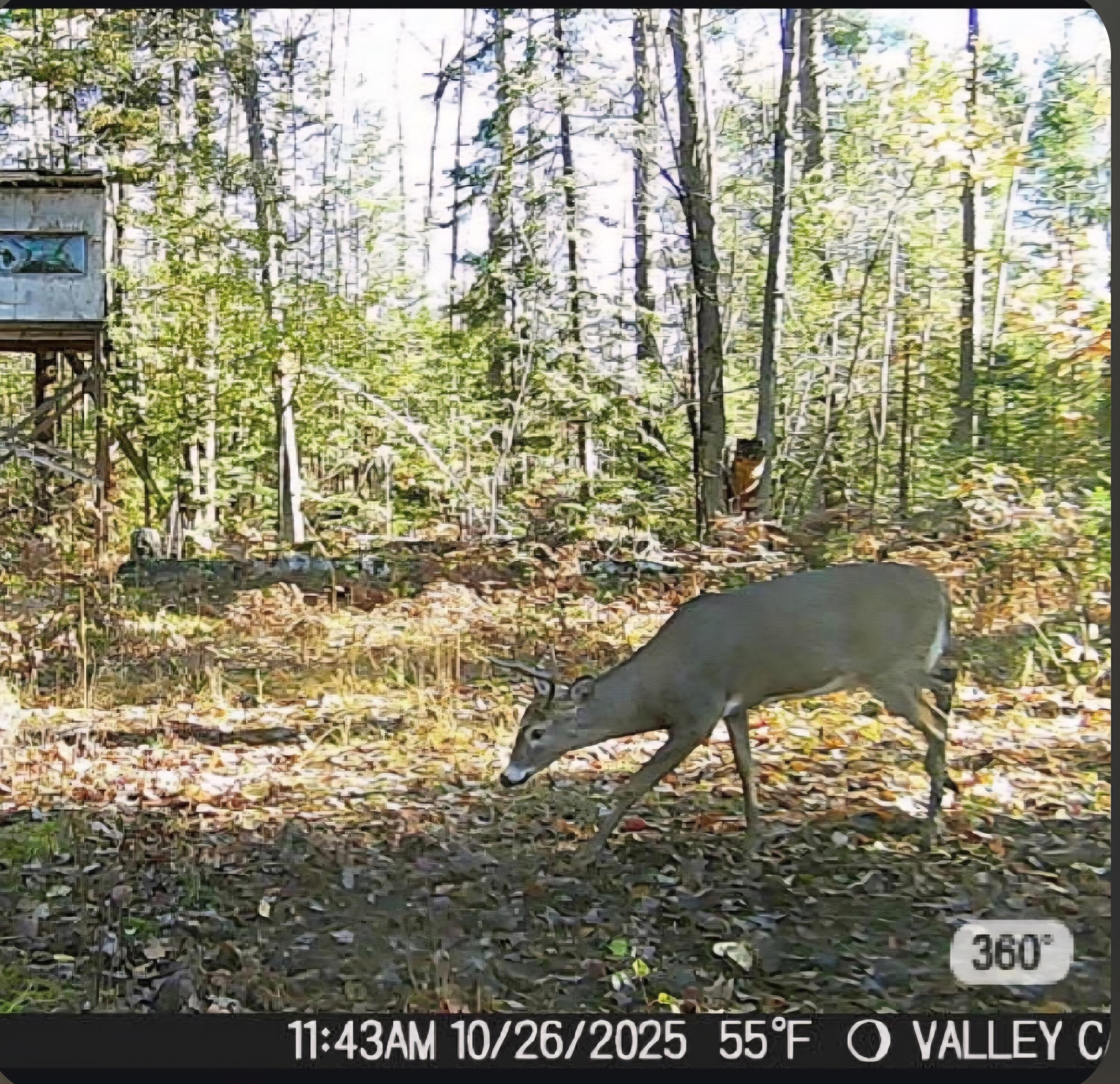 1011 Opal Lake Road Gaylord, MI 49735 - Photo 73 of 84 Screenshot_20260521_120034_Messages