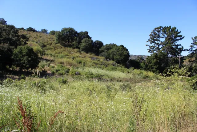 a view of a lush green forest with lots of trees