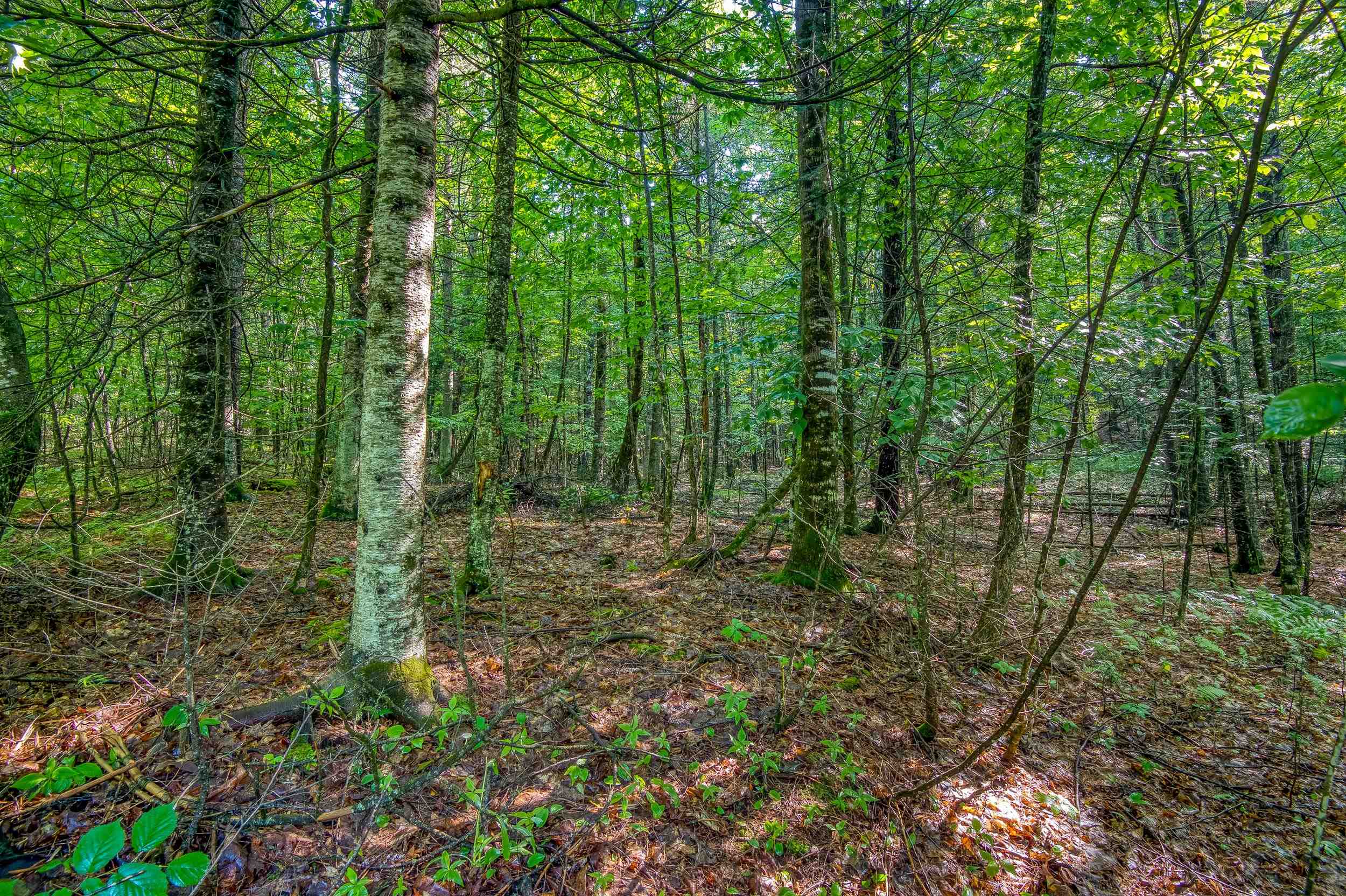 38 F Lang Road Bath, NH 03740 - Photo 12 of 14