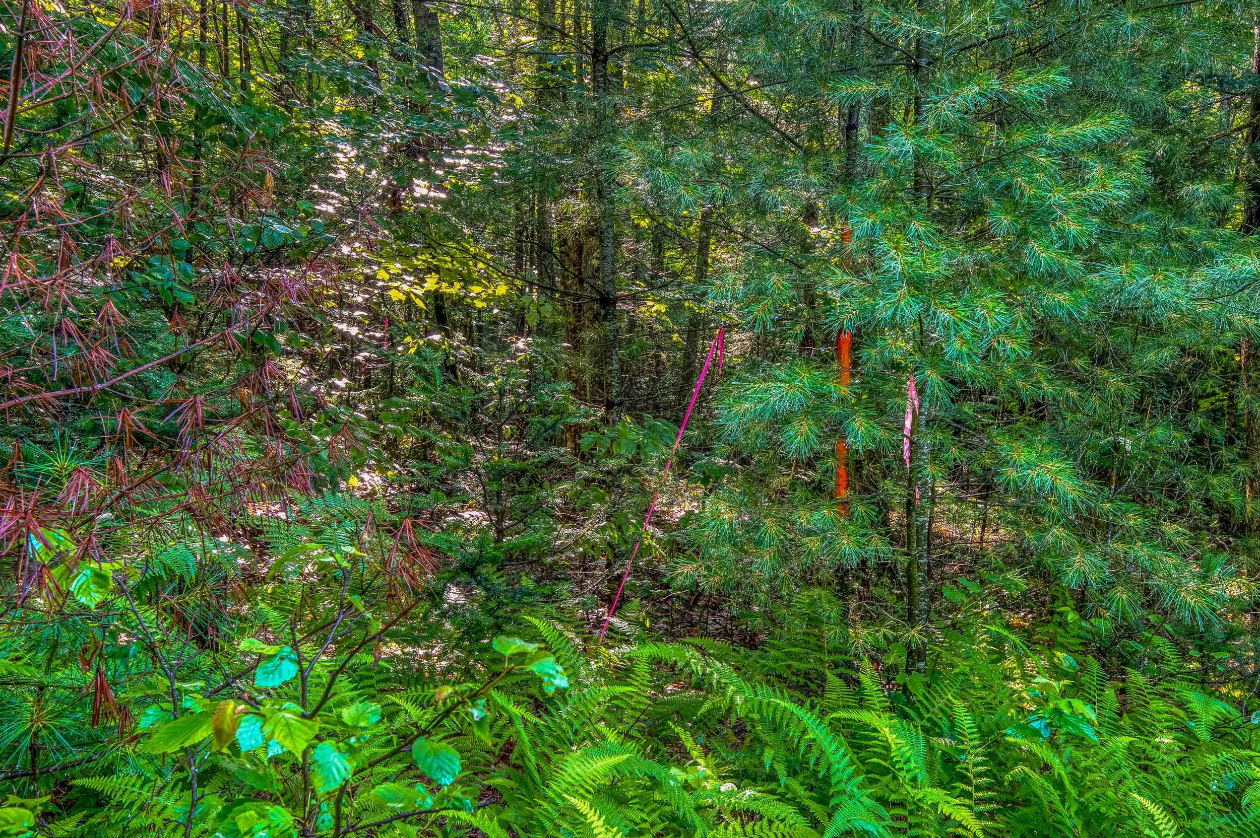 38 F Lang Road Bath, NH 03740 - Photo 10 of 14