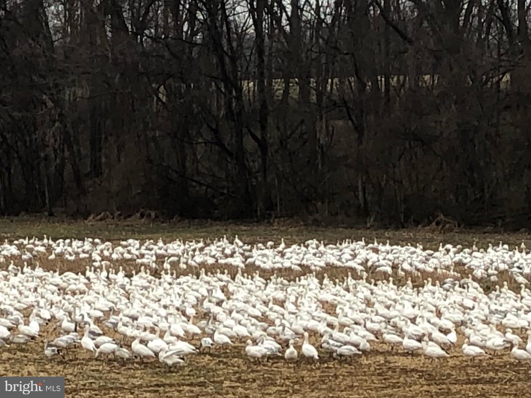 735 Fairmont Road Riegelsville, PA 18077 - Photo 14 of 14 migratory snow geese in back field