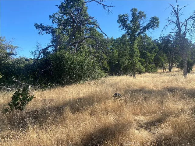 a view of a yard with a tree
