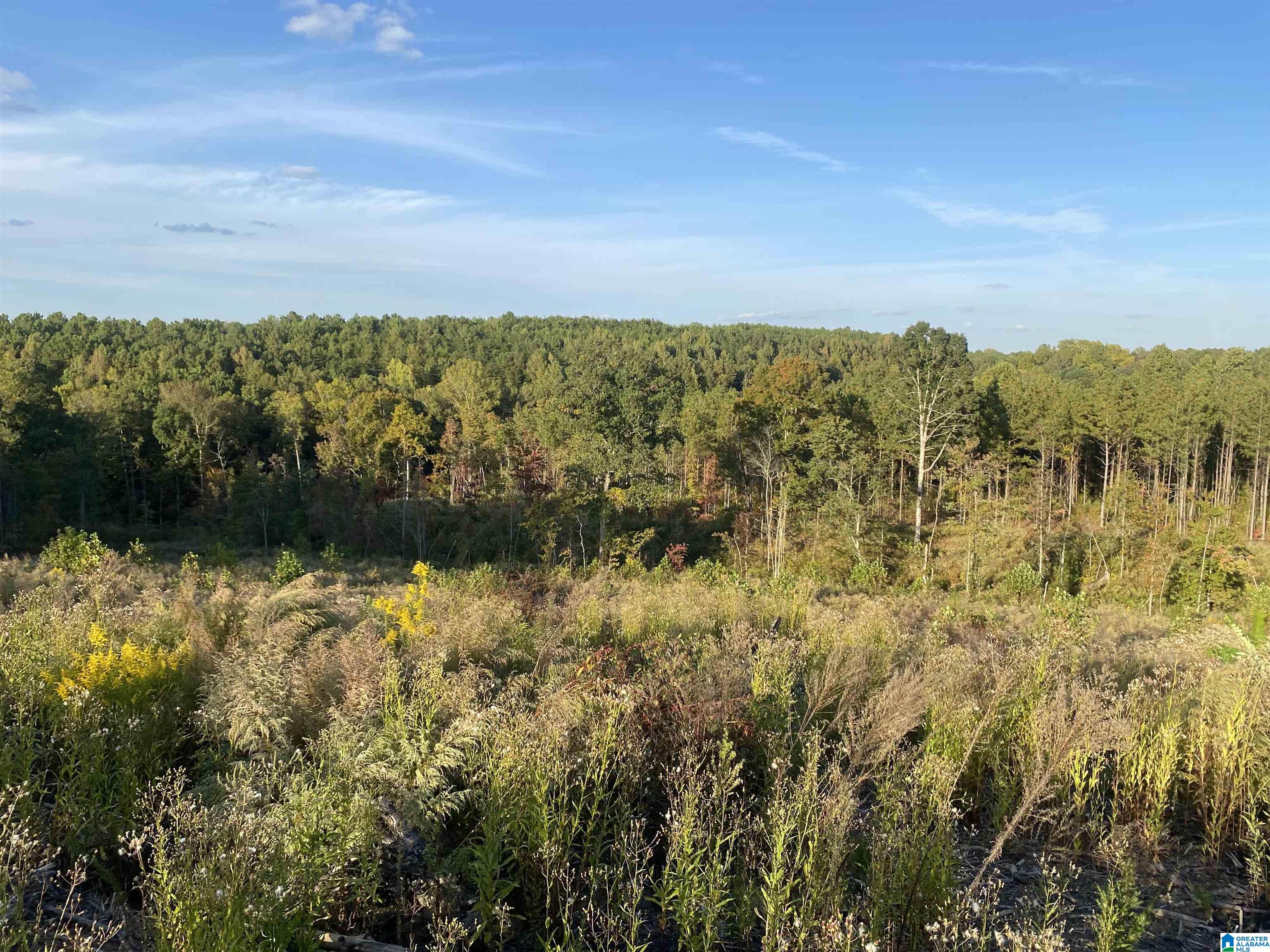 0 Frost Road, Unit 100 / ACRES Springville, AL 35146 - Photo 30 of 60