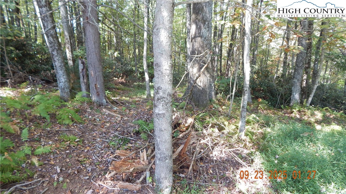 0 Glen View Road Boone, NC 28607 - Photo 3 of 6 a view of a forest with trees
