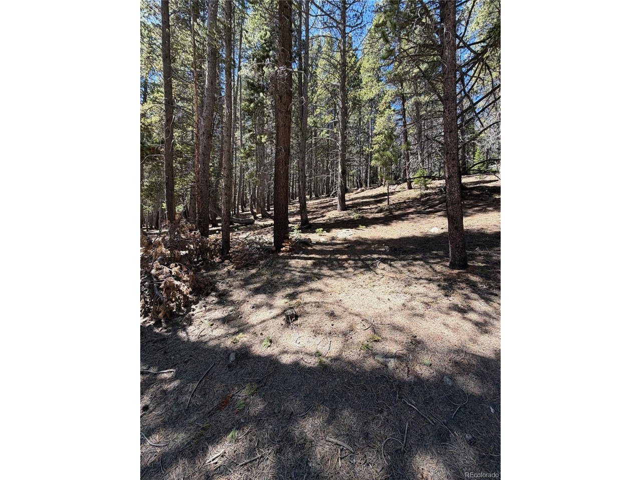 378 Alice Road Idaho Springs, CO 80452 - Photo 14 of 26 a view of a backyard with trees