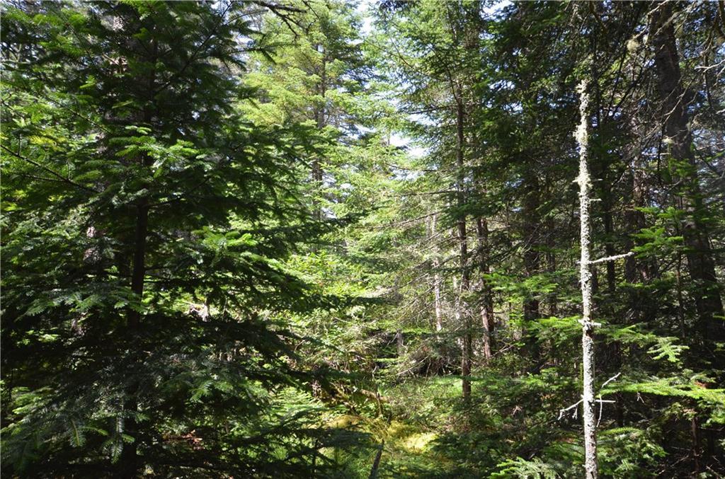 260 Little Machias Road Cutler, ME 04626 - Photo 9 of 20 Land