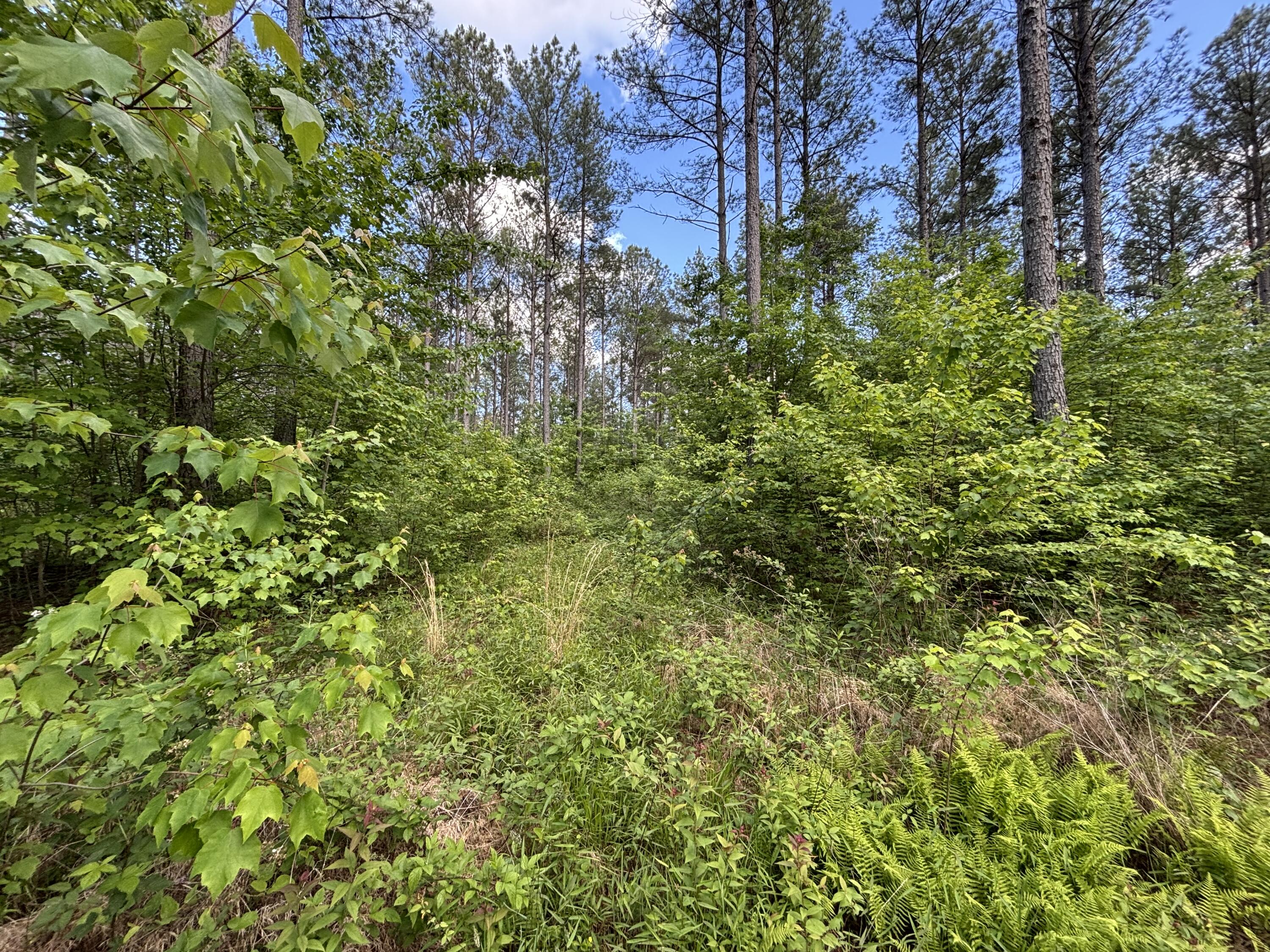 82 Bennie Camp Road Dunlap, TN 37327 - Photo 8 of 43 Photo May 12 2026, 5 53 01 PM