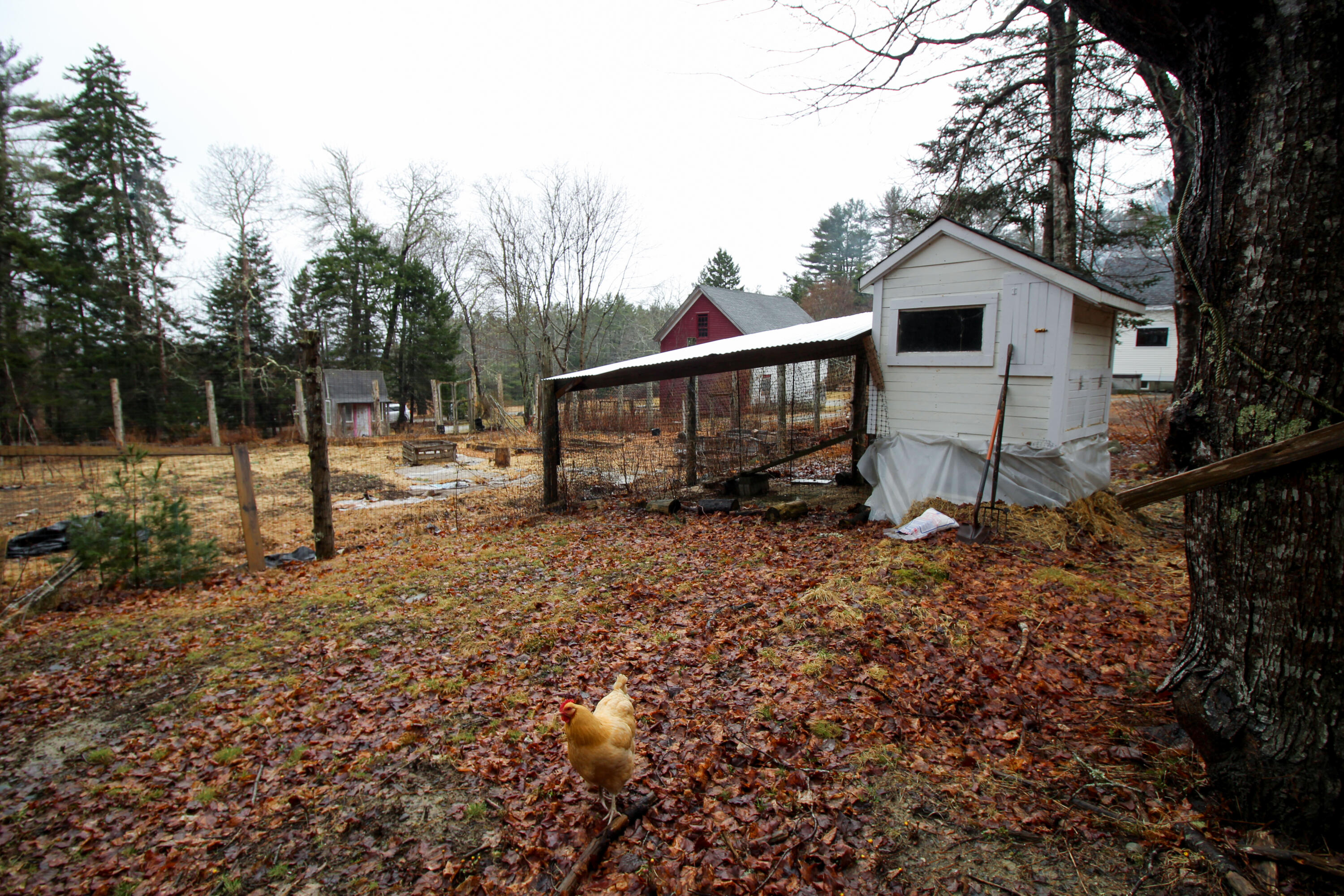 47 Berry Cove Road Lamoine, ME 04605 - Photo 19 of 102 IMG_7921