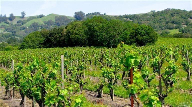 10491 Hillview Road Windsor, CA 95492 - Photo 1 of 1 Breathtaking setting! Eight acres of Dry Farmed Old Vine Zinfandel and two acres of French Colombard for an old world blended table wine.
Heritage Oaks line part of the eastern and northern property lines. The Hillview Ranch is surrounded by award winning wineries and vineyards!