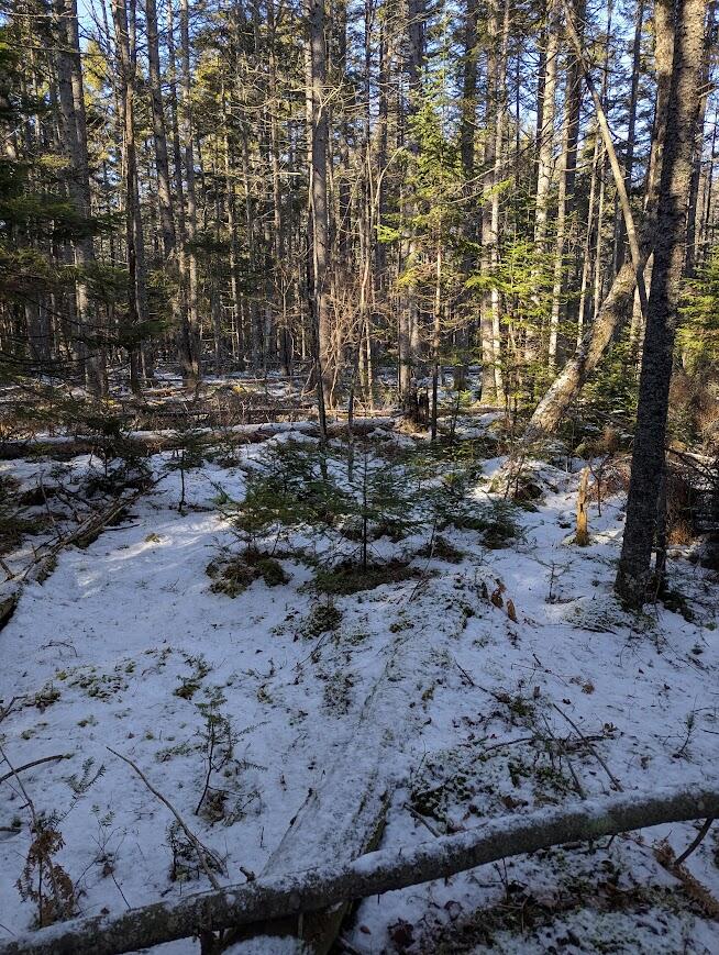 19 Tamarack Lane Cushing, ME 04563 - Photo 12 of 13 PXL_20260113_163801594