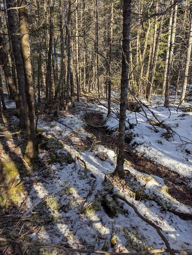 19 Tamarack Lane Cushing, ME 04563 - Photo 6 of 13 PXL_20260113_162435996.MP