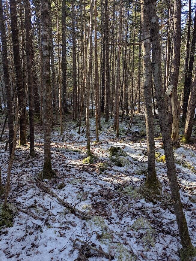 19 Tamarack Lane Cushing, ME 04563 - Photo 8 of 13 PXL_20260113_162515874.MP