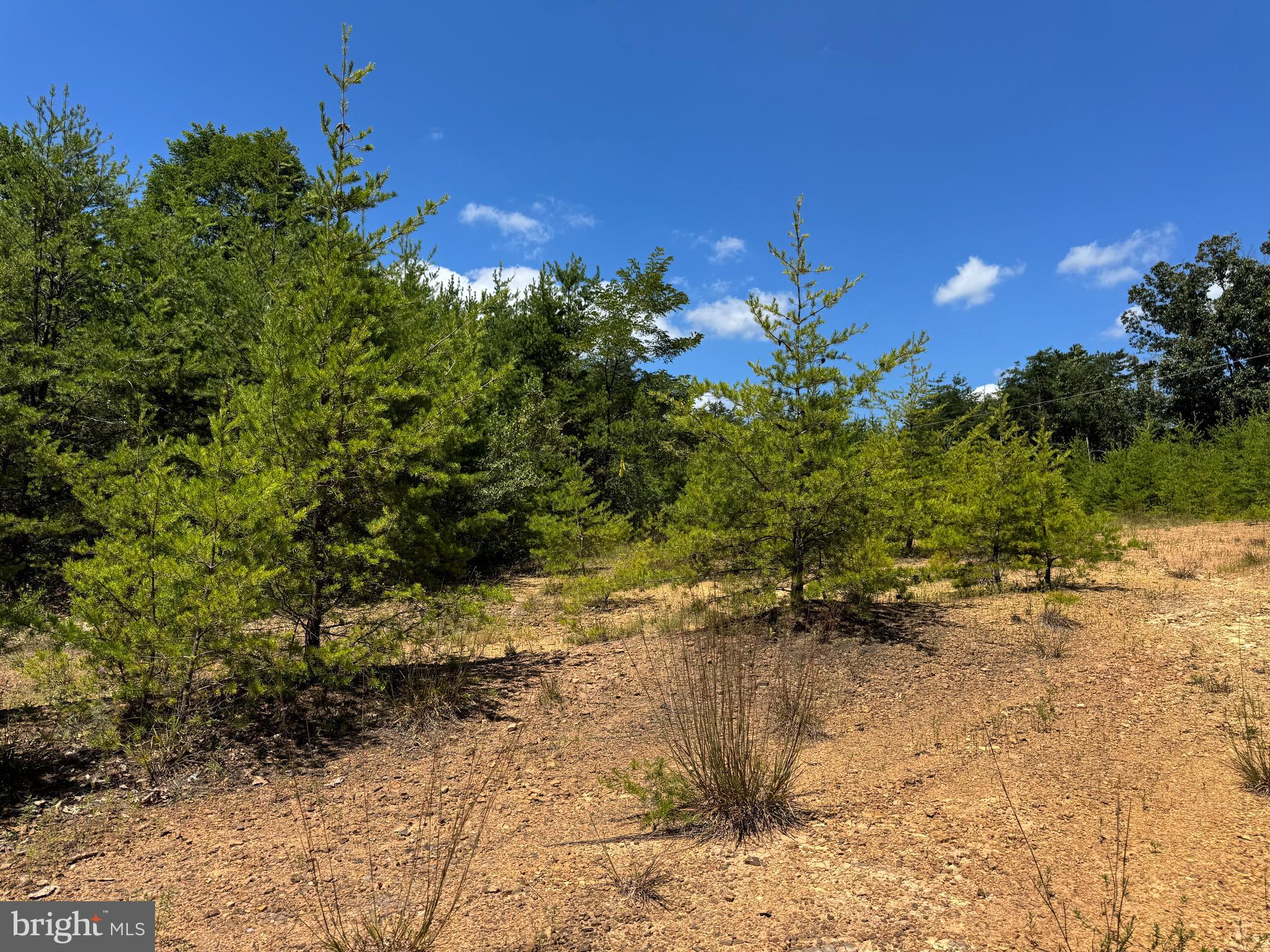 390 Fletcher Road Gore, VA 22637 - Photo 12 of 19 a view of a yard with plants