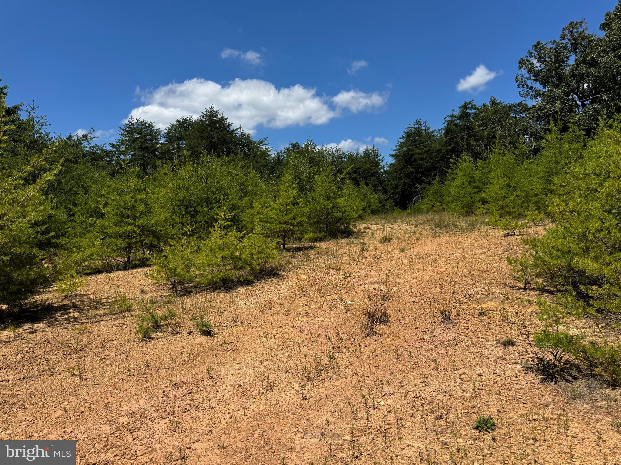 390 Fletcher Road Gore, VA 22637 - Photo 13 of 19 a view of a dry yard with trees