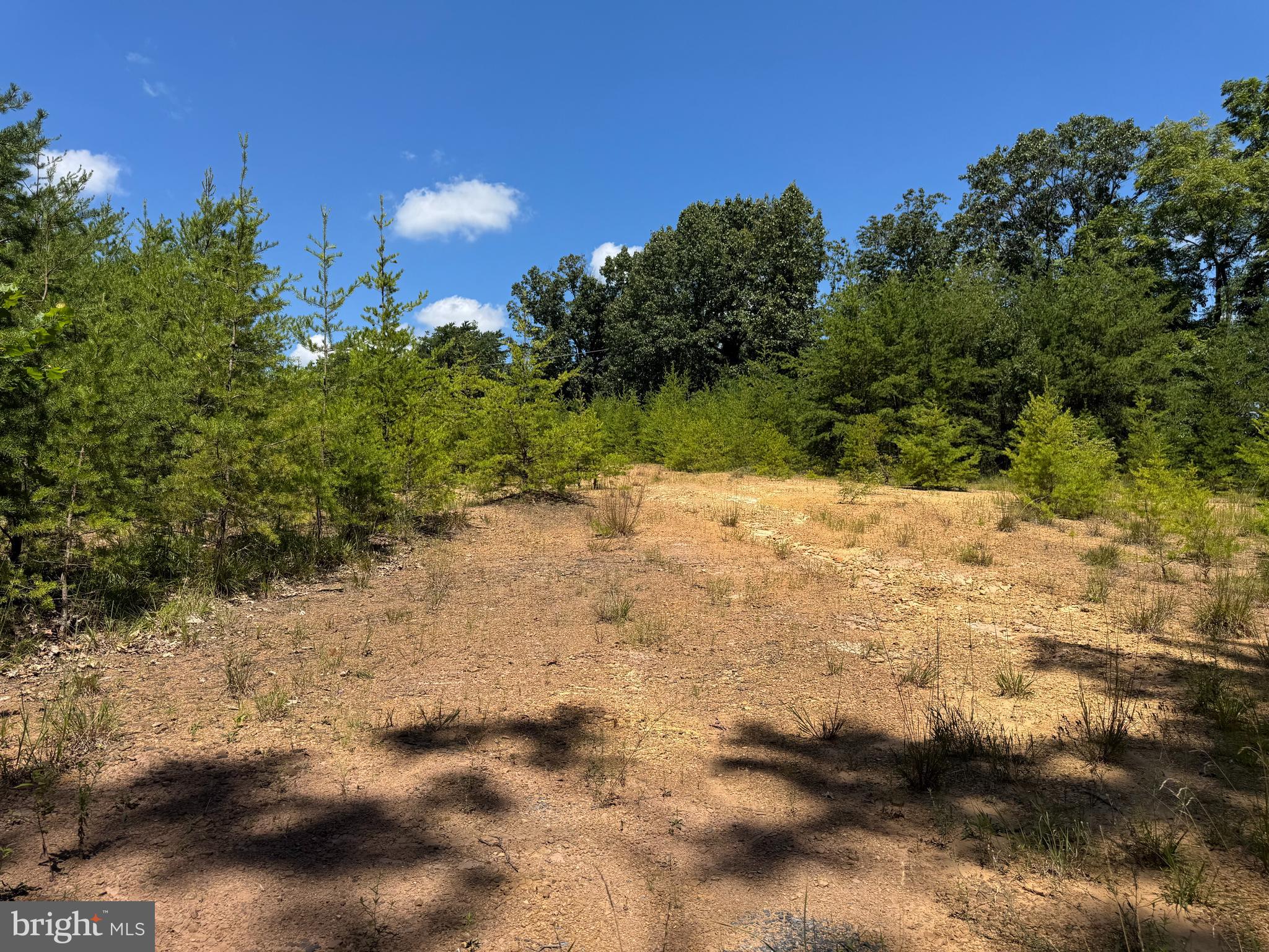 390 Fletcher Road Gore, VA 22637 - Photo 15 of 19 a view of a yard with a tree