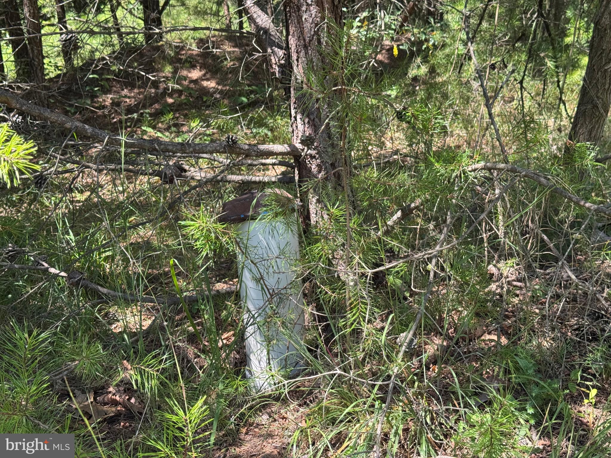 390 Fletcher Road Gore, VA 22637 - Photo 16 of 19 a view of a tree