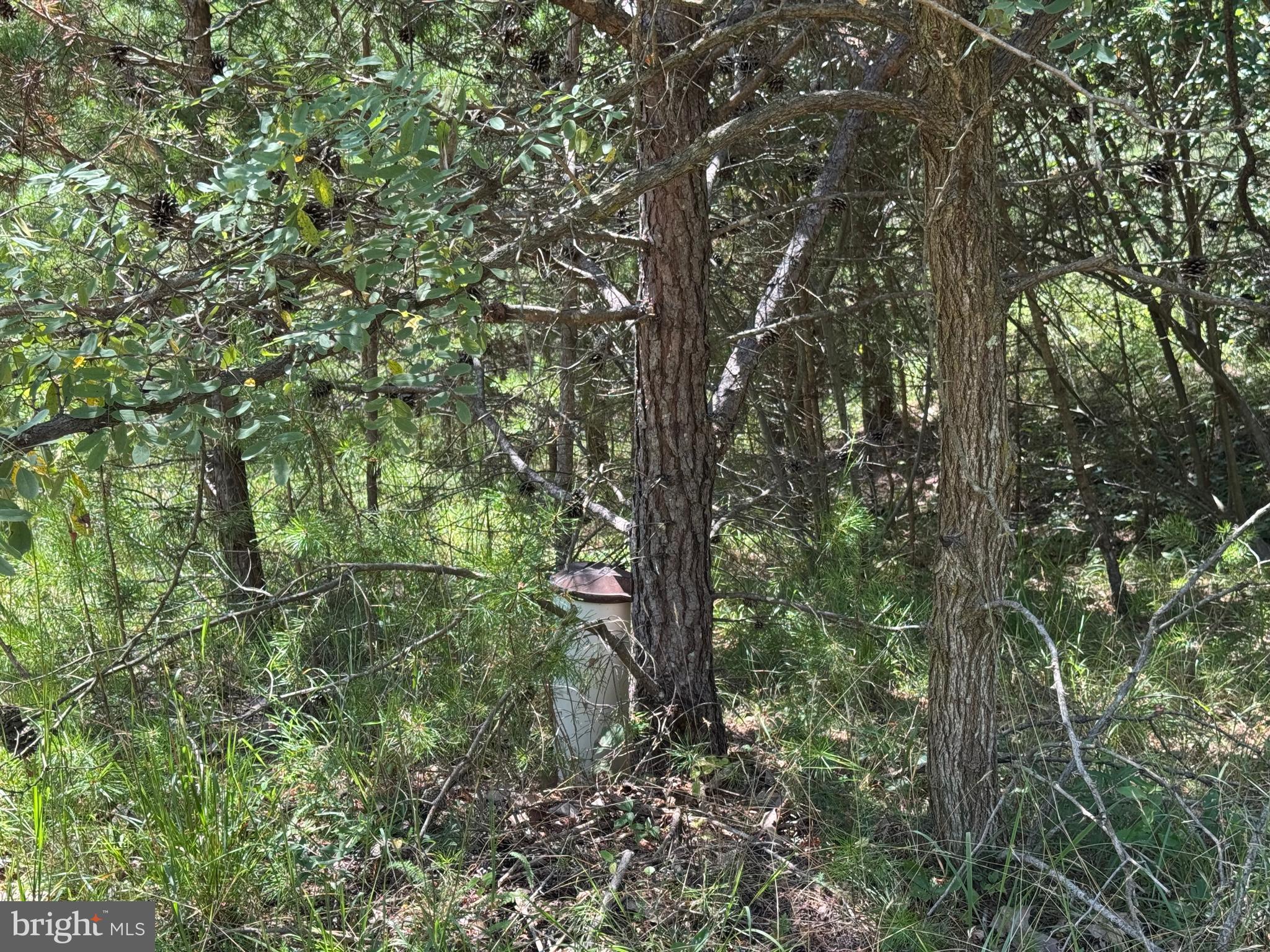 390 Fletcher Road Gore, VA 22637 - Photo 18 of 19 a view of a forest