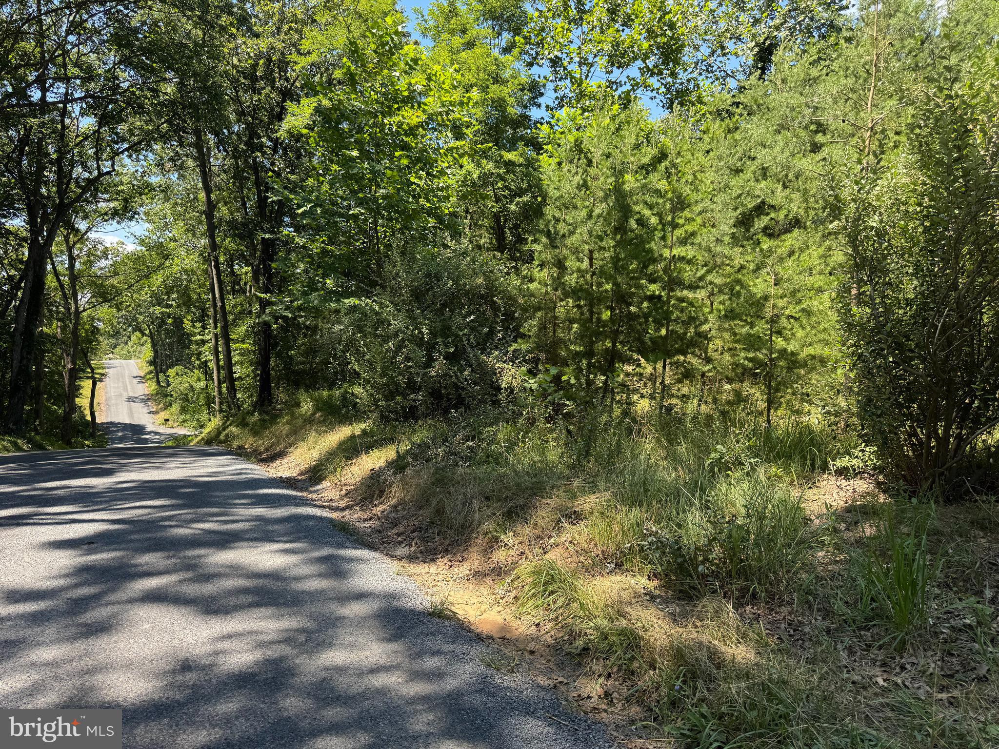 390 Fletcher Road Gore, VA 22637 - Photo 19 of 19 a view of a yard with plants and trees