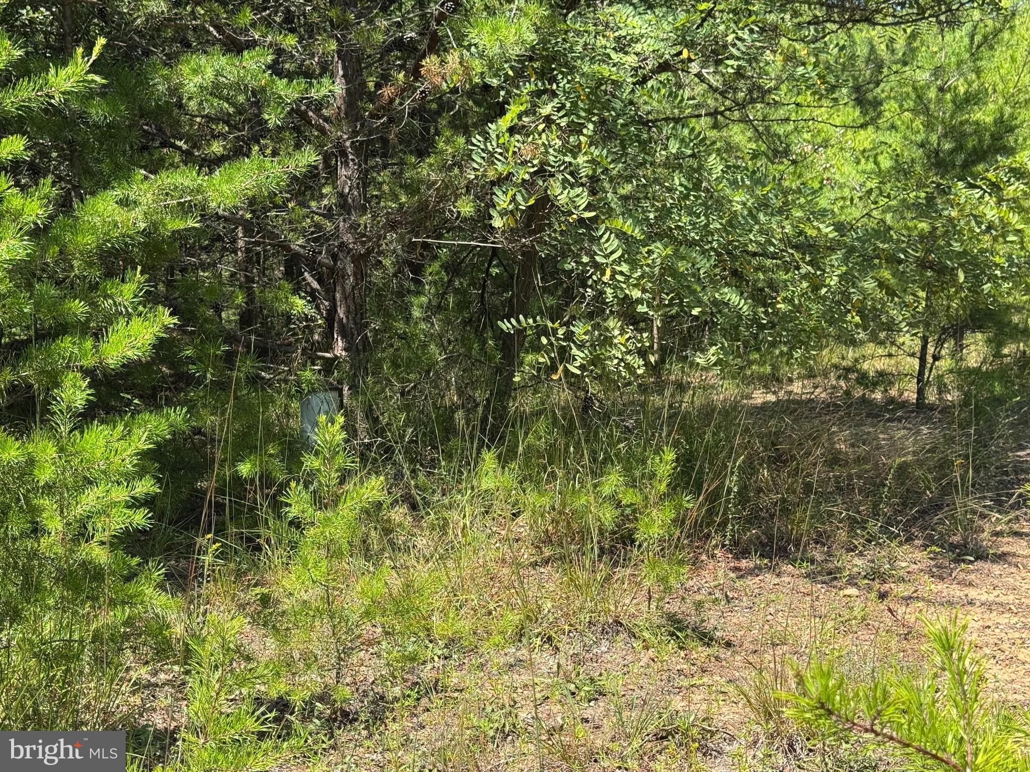 390 Fletcher Road Gore, VA 22637 - Photo 4 of 19 a view of a yard with a tree