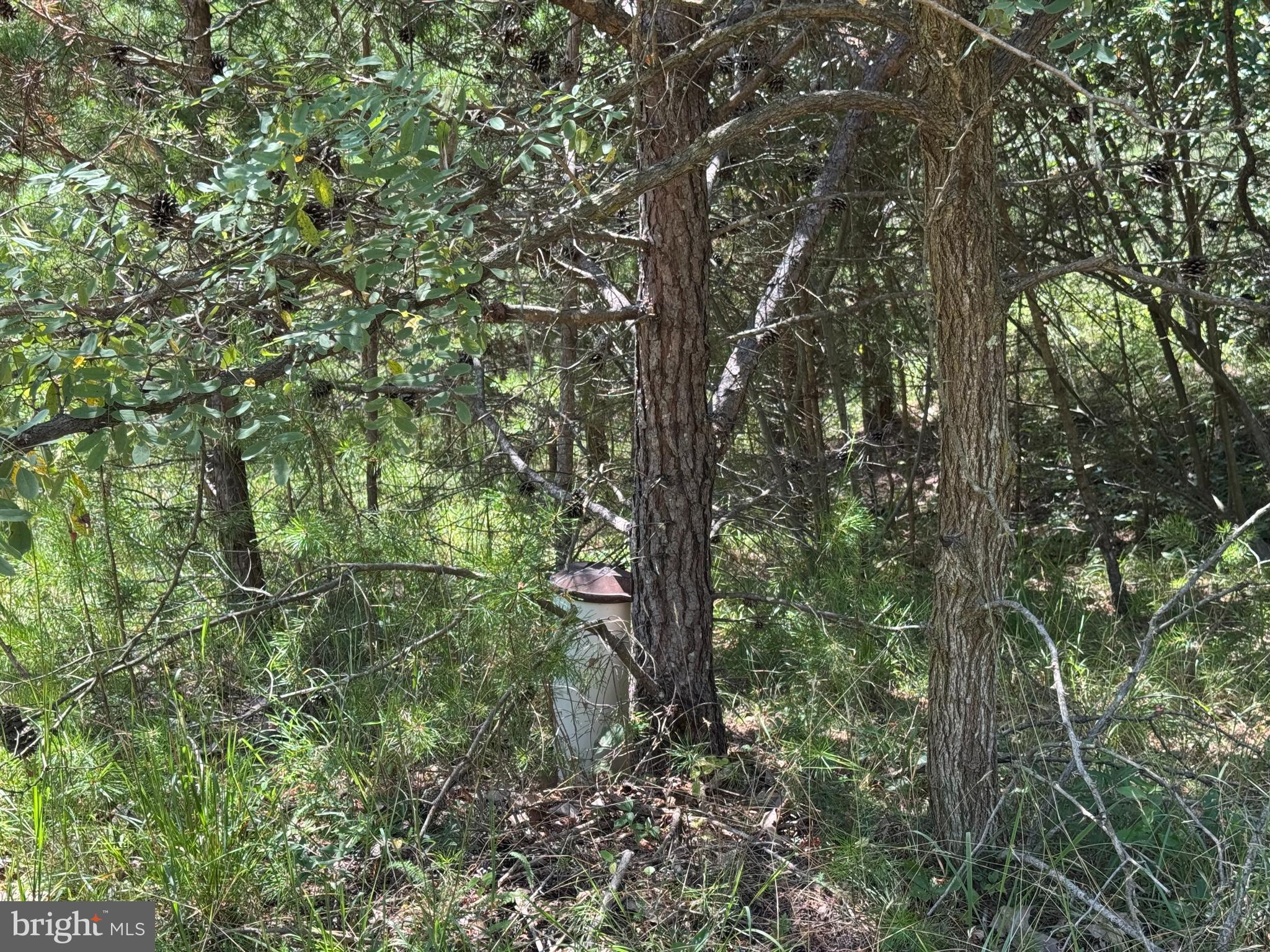 390 Fletcher Road Gore, VA 22637 - Photo 5 of 19 a view of a forest