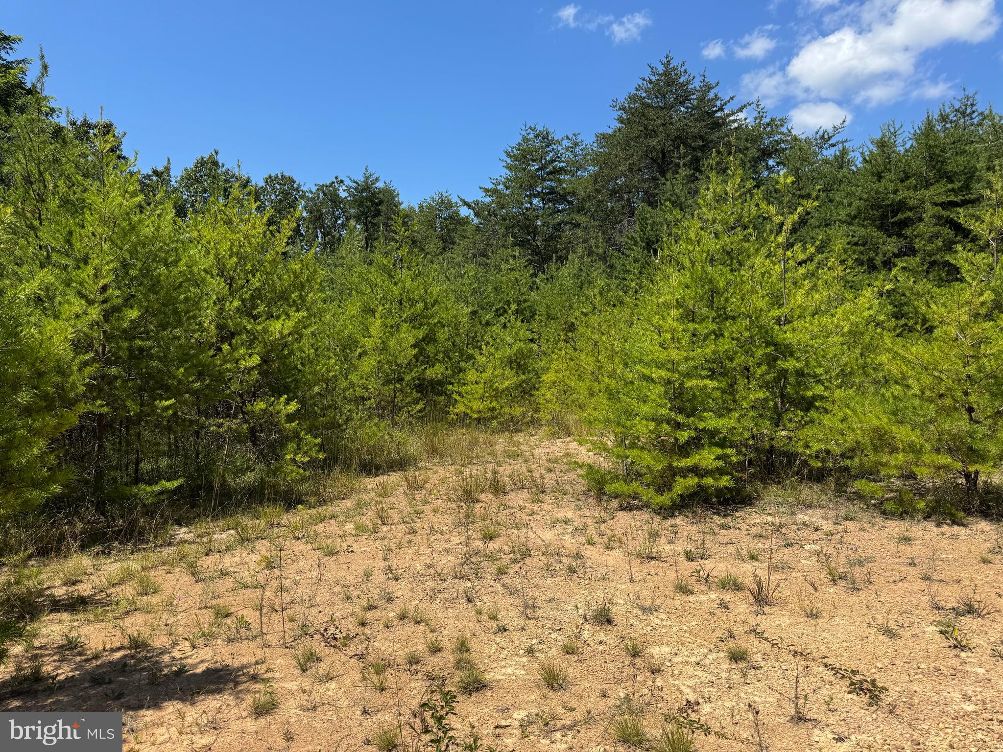 390 Fletcher Road Gore, VA 22637 - Photo 8 of 19 a view of a yard with a tree