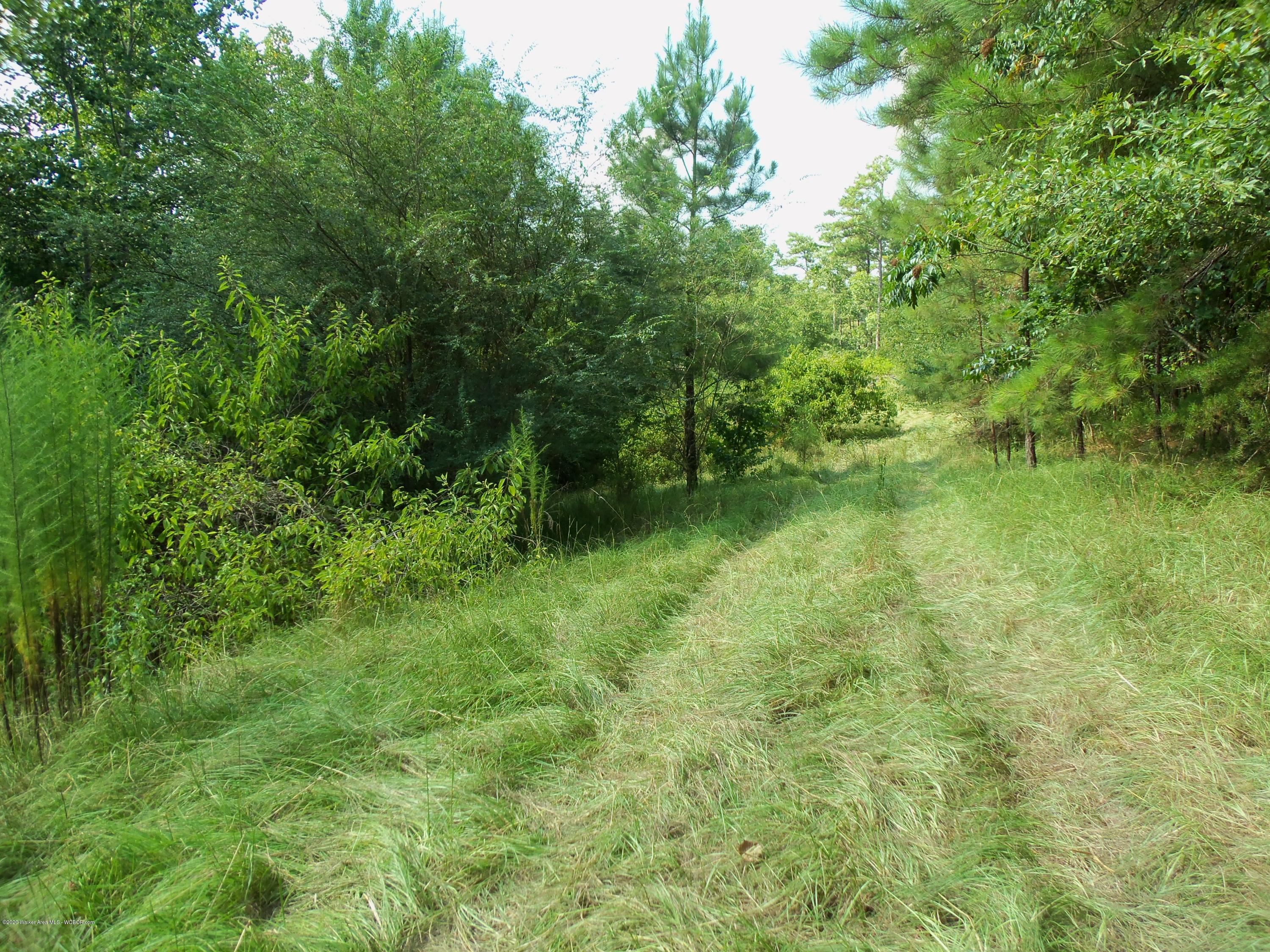 0 Co Road Crane Hill, AL 35053 - Photo 18 of 23 Gallery Image 18