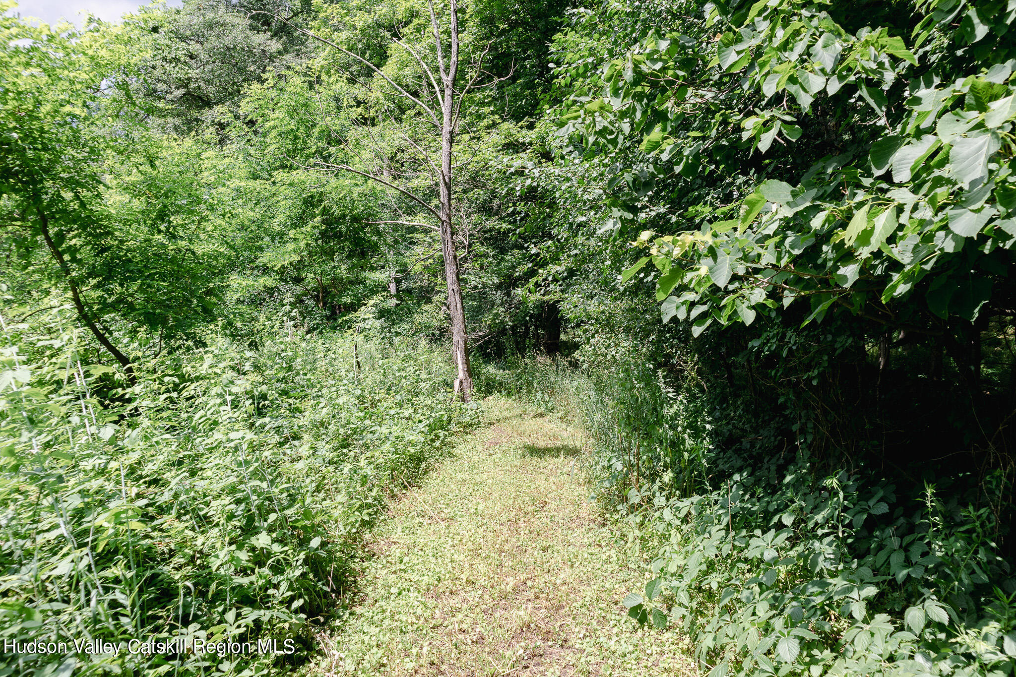 35 County Rte 351 Medusa, NY 12120 - Photo 31 of 32 a view of a forest with a tree