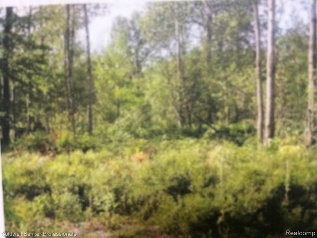 543 Red Pine Road Lewiston, MI 49756 - Photo 5 of 8