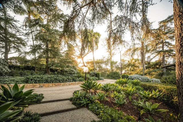 a view of a yard with plants and trees