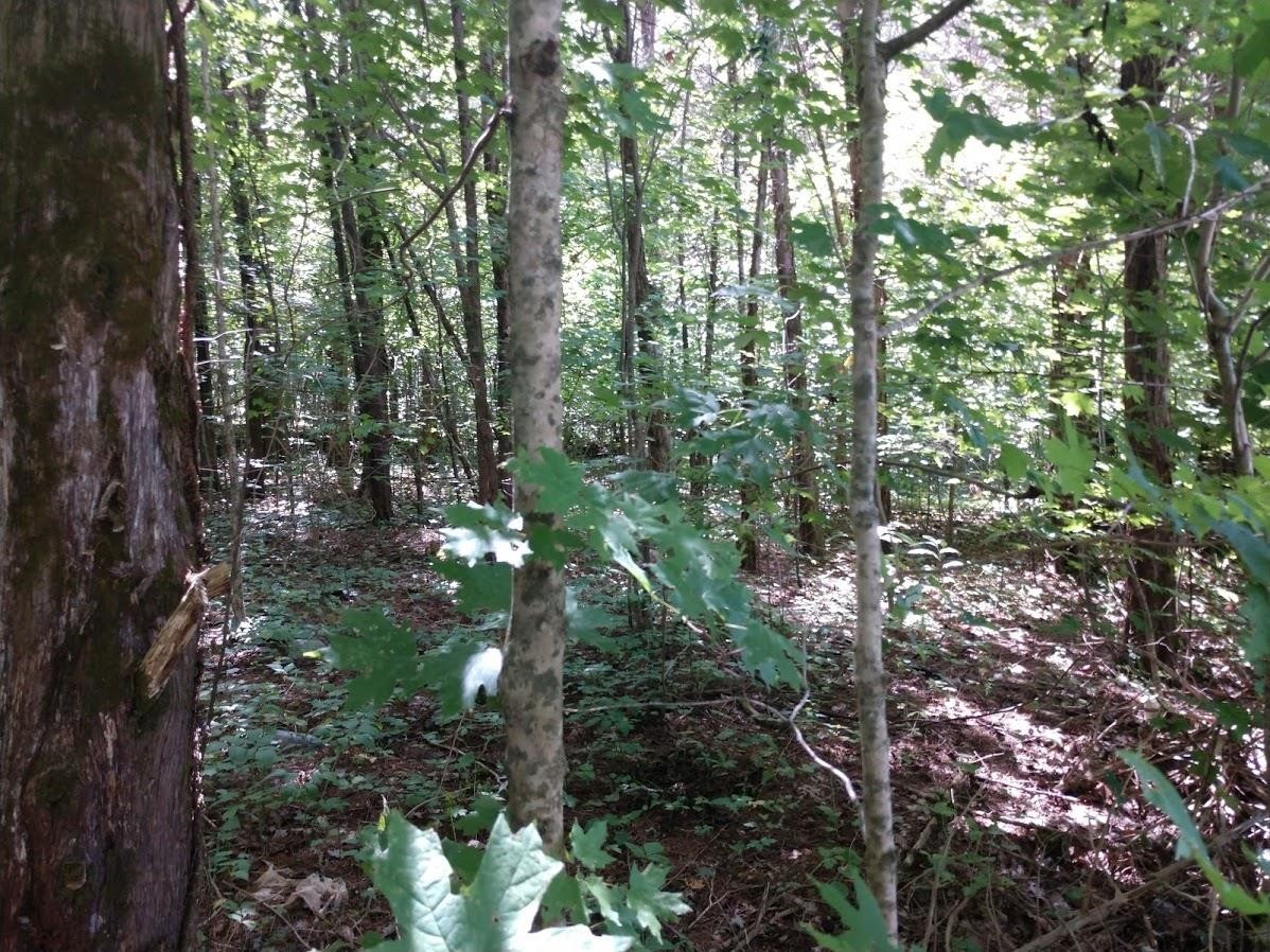 2366 Tracy Road Watertown, TN 37184 - Photo 20 of 25 a backyard of a house with lots of trees