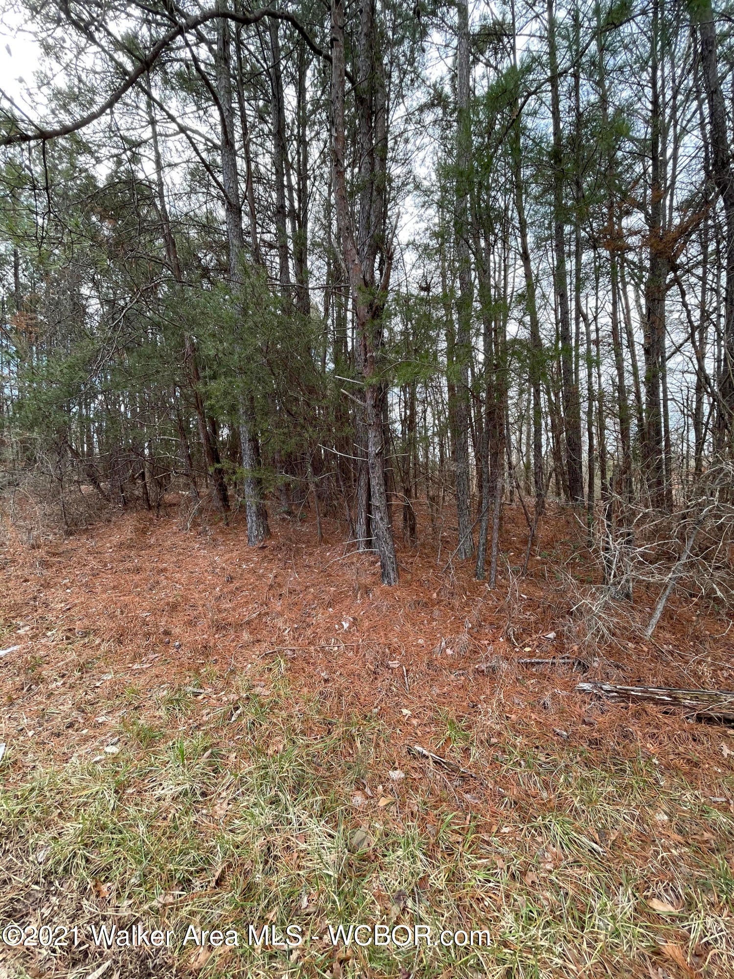 3396 Woodruff Road Adamsville, AL 35005 - Photo 3 of 17 Gallery Image 3