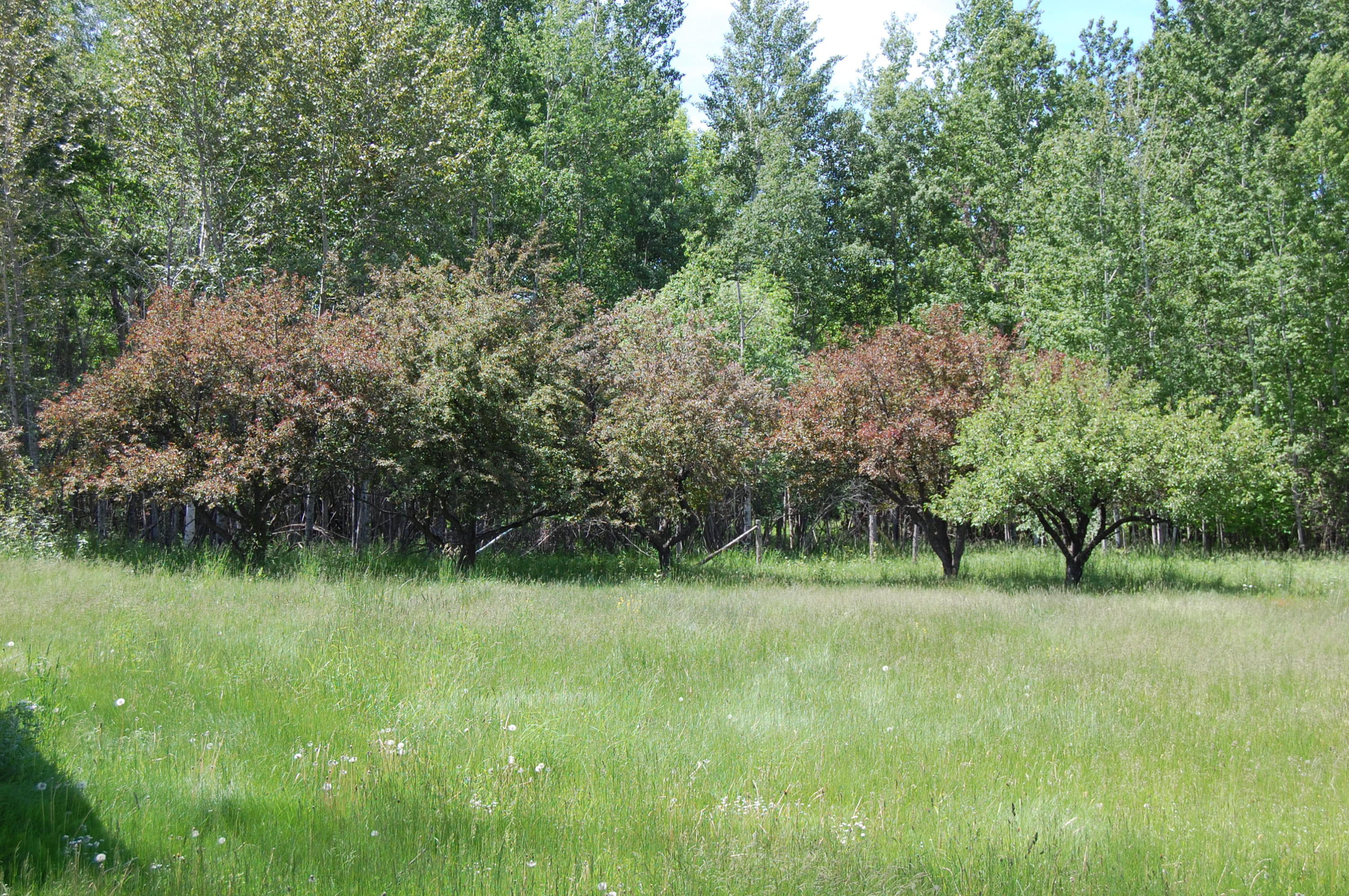 2700 Resort Road Alanson, MI 49706 - Photo 1 of 9 Gallery Image 1