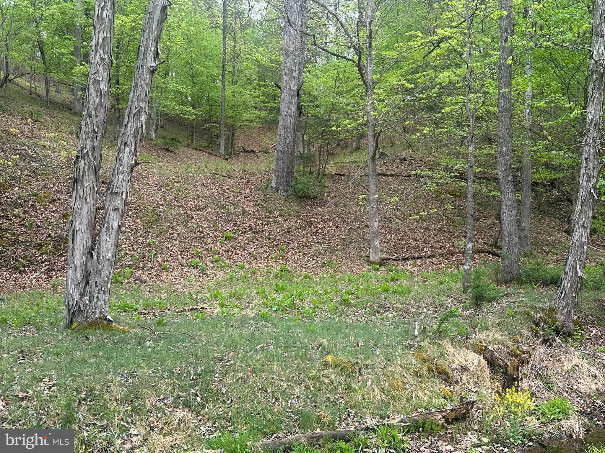 Lot 32 Moose Hollow Road Romney, WV 26757 - Photo 18 of 21