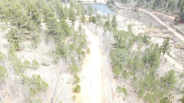 a close up of a plant in a forest