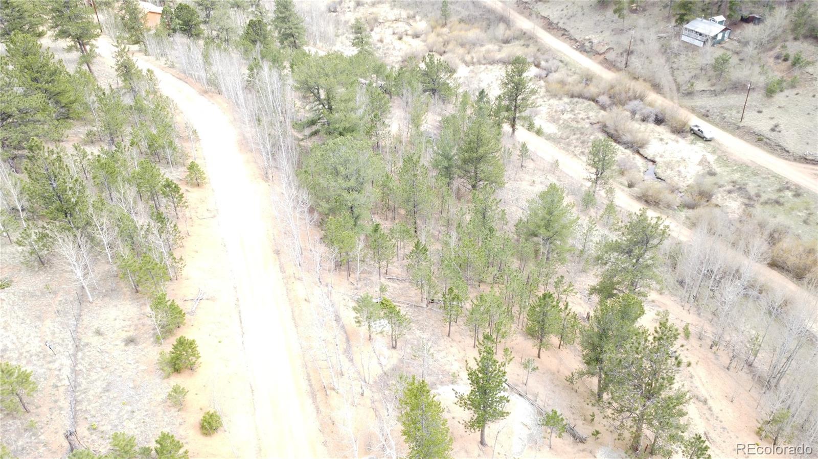 397 Neish Street Bailey, CO 80421 - Photo 9 of 13 a close up of a plant in a forest
