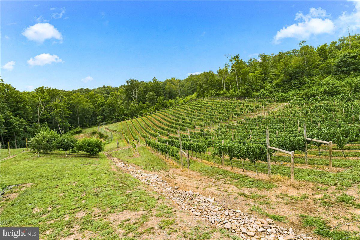 1309 Redland Road Cross Junction, VA 22625 - Photo 80 of 84